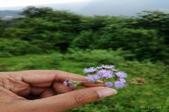 Eupatorium adenophorum
